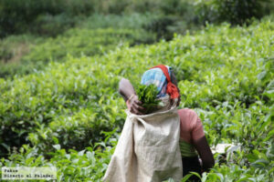 Lee más sobre el artículo El viaje del té, desde la planta a la taza, Sri Lanka